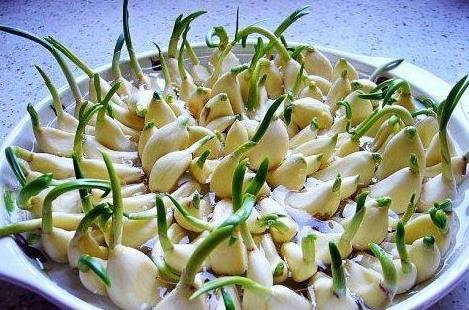 发芽|以下4种食物留着发芽后再吃,并不会中毒,反而营养价值更佳