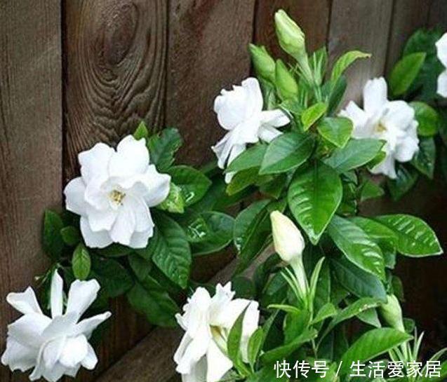 烦恼|螨虫、细菌最“厌恶”的3种花,赶紧养1盆,烦恼“消除”身体棒