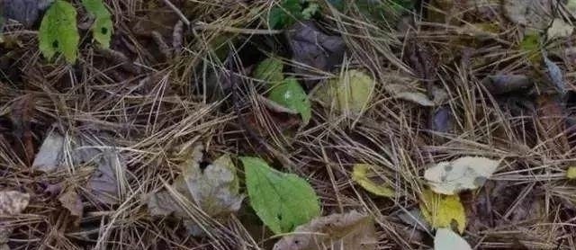 花盆底下垫点这个东西,花草直接长疯了,养花十年不烂根