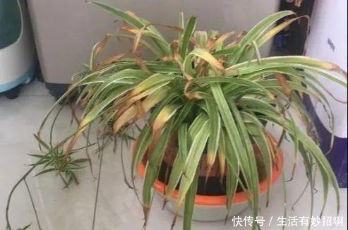 10种花,春天不能晒,躲屋里最安全!10种花,春天不能晒,躲屋里最安全!