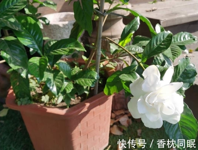 遍寻不到“酸性土”的情况下,该怎么让养花土从碱性变酸性?