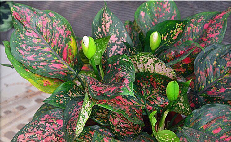 六角|养花试试这几款,花开时是美得有朝气,美得灿烂,美得妖冶