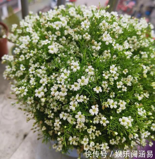 10种不能淋雨的花,淋完雨就死,盆栽养花注意事项