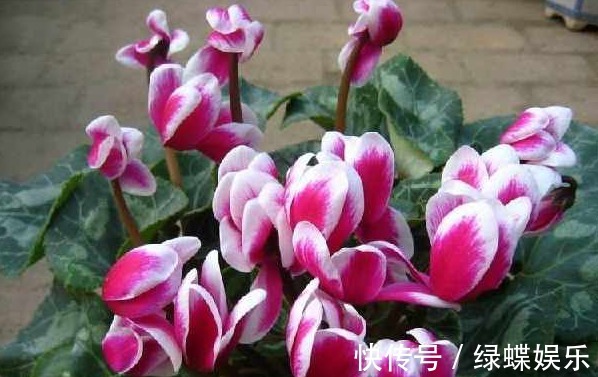 此四种娇艳的花,不能喷水,喷一盆死一盆,开花后很美