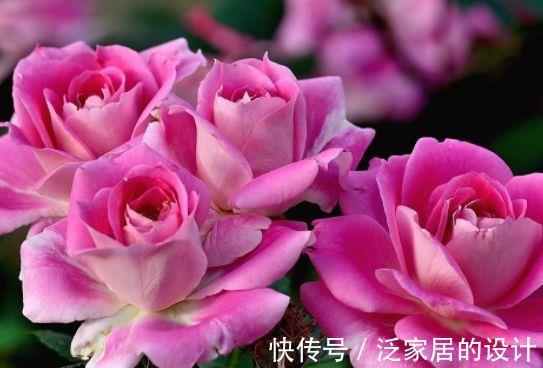 香豌豆|8月21日-9月5日，庭院选这几款花，花色美丽，芳香惹人爱