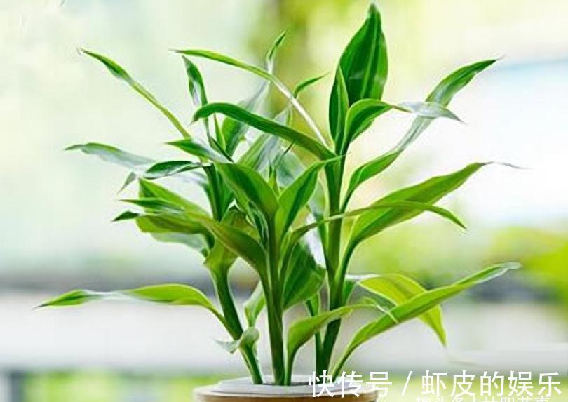 家里养花,不妨从“5福4财”中选,好养好寓意,好看又吉利