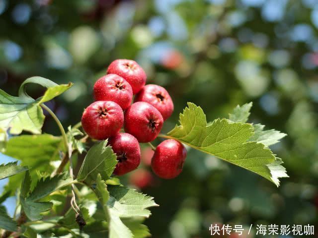 山楂|怀孕吃水果好处多，但是那3种水果孕妈还是尽量少吃，会影响宝宝