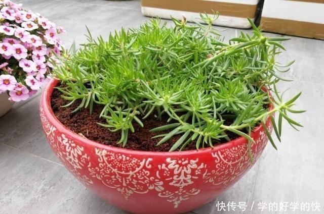 悄悄告诉你，此5种花，掐个叶就生根，懒人都能养开花！