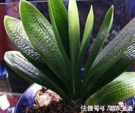 维生素c|养君子兰根本不要经验,只需在盆里倒入“2粒药”,年年都开花