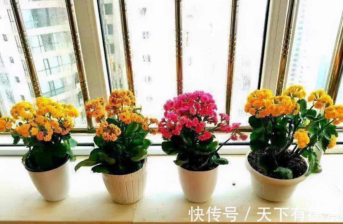 懒人|适合懒人养的“6种花”，不只是好养，还寓意好，利于健康