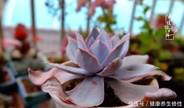 冬季,属于多肉的季节!养多肉的你喜欢冬天吗!