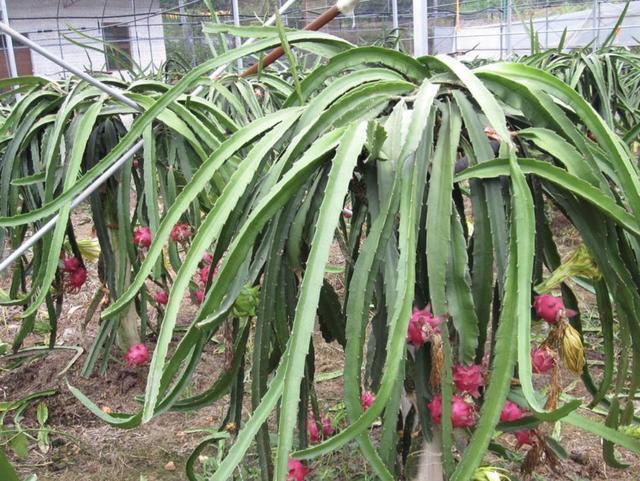 土壤里插“1根枝”，8天长出“小白根”，80天成“果树”，有价值