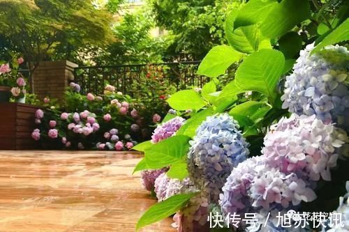 花期|“最累”的8种花,花开连续几个月,一次开花几百朵!