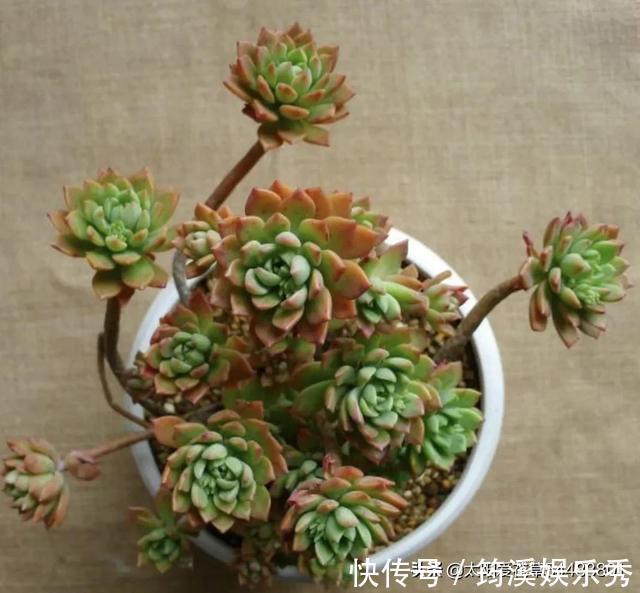 胖嘟嘟|怎么把多肉养得胖嘟嘟?做好5个关键点株型紧凑又好看