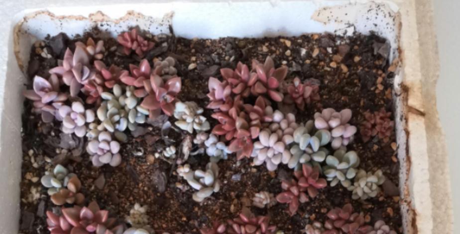 养多肉，用泡沫箱扦插育苗、做拼盘，该注意什么？