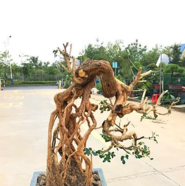 大叔用“小苗”做提根盆景,用1个塑料瓶“养根”,长根能挤爆瓶