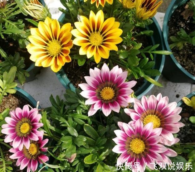 花卉|新手养护花卉,就养花姿优美,多彩多姿的花卉,养着放心有舒心!