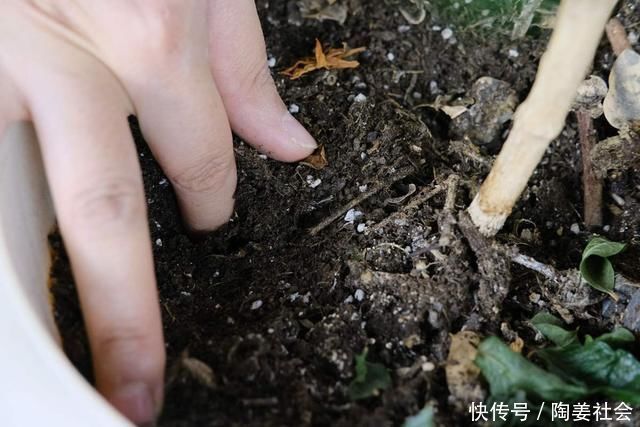 花花|土里加点酸酸水，盆土软得像发糕，养花透气不烂根