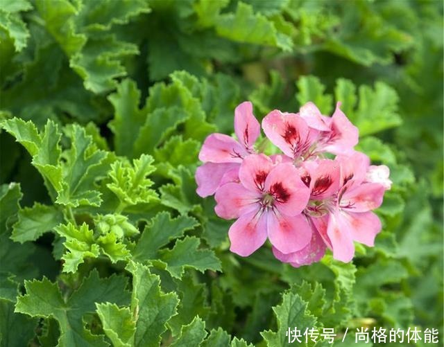 她家只养一种花,一年四季有花赏,原因是做好了四件事!