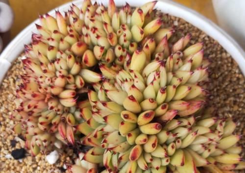 为什么天气热的时候多肉会褪色,而天冷的时候颜色却变得更好看?