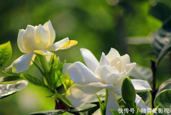 开花植物没香味?关键原因有2点,给它做充足,只要开花满屋飘香