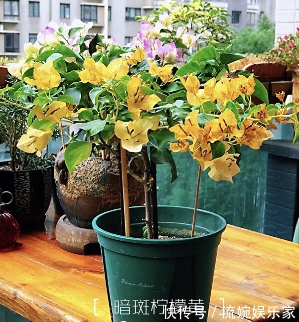 爆盆|喜欢三角梅“花朵爆盆”，首选8个品种，养护记住4个“小技巧”