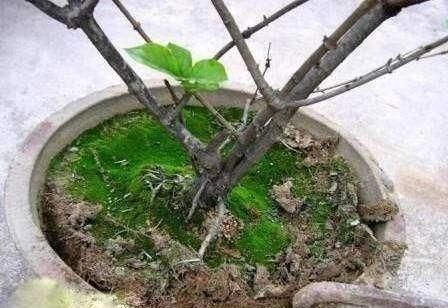  花卉|4种水浇花，一定要小心，用错了，土壤板结、花卉烂根