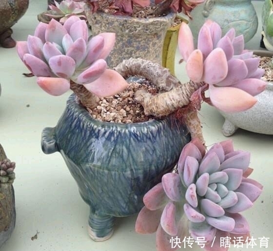 悬崖|这6种多肉养成悬崖桩，价格贵、颜值高，看起来真过瘾