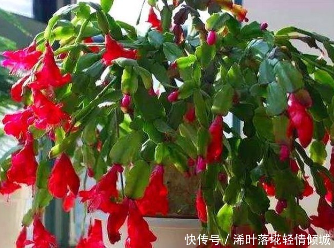 蟹爪兰有个“小开关”,打开后,开花大又多,轻松爆满盆!