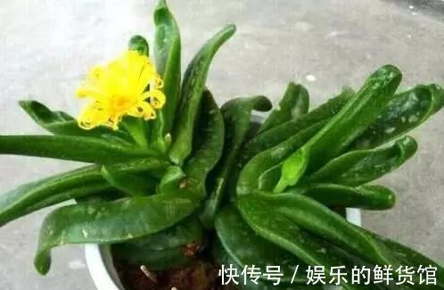 多肉长残的照片,看一次笑一次,根治各种抑郁