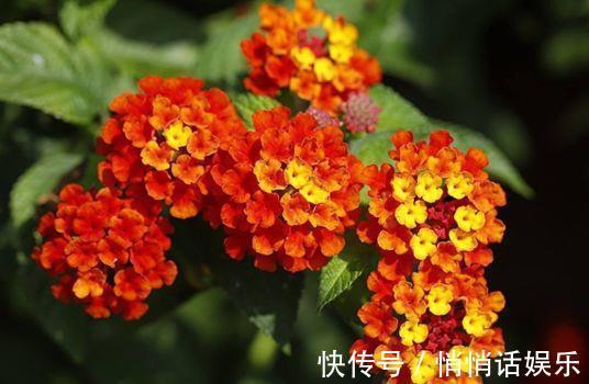 小花园|4种花很耐养,沾土就能活,开花爆盆很简单,家里变成小花园