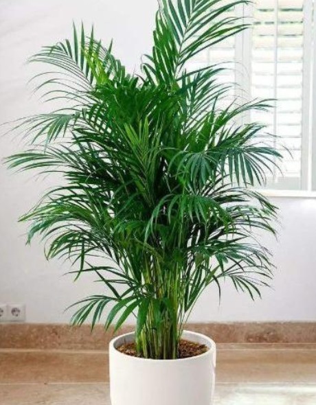 tvoc|“5种花”一定要养,人养花,花也养人,越养家里越清新、添福气