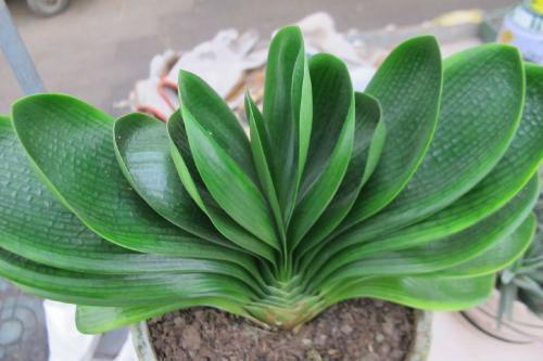 救回来|君子兰烂根“快死了”,别着急扔,一招就能救回来