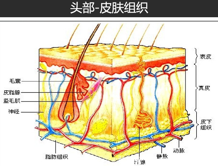 脱发|硫磺香皂可以洗头吗？用硫磺皂洗头会脱发吗？（配图深度分析）