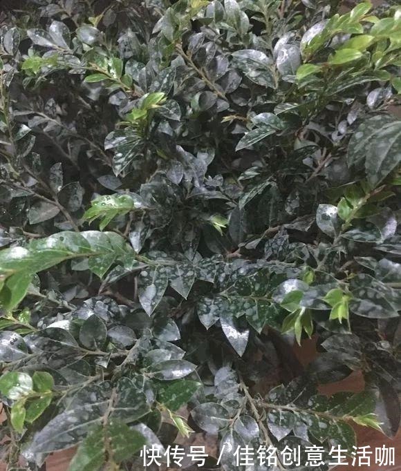 橘子皮|养花不给花洗澡,难怪长不好总黄叶,别忽视!