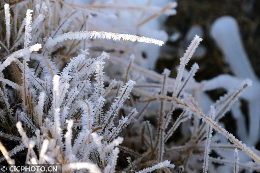  拍摄的植物|四季之歌｜大雪至 仲冬始