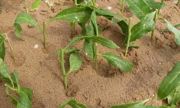 枝条|扦插不生根,大家“不用担心”,学些“小技巧”,扦插一根活一根