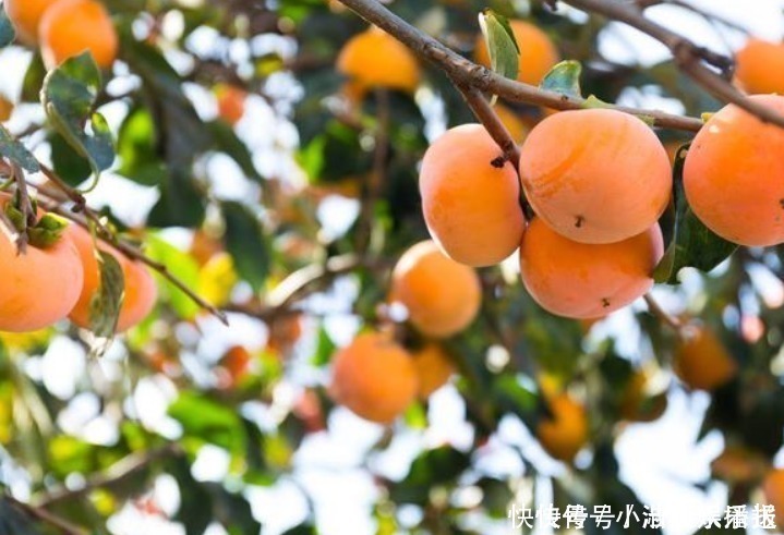 “门前有三树,家兴富三世”,有道理吗别说你不知道!