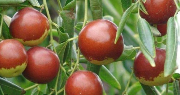 香蕉|经常吃水果的注意,三种水果不能吃,特别是第二种,患癌的风险高