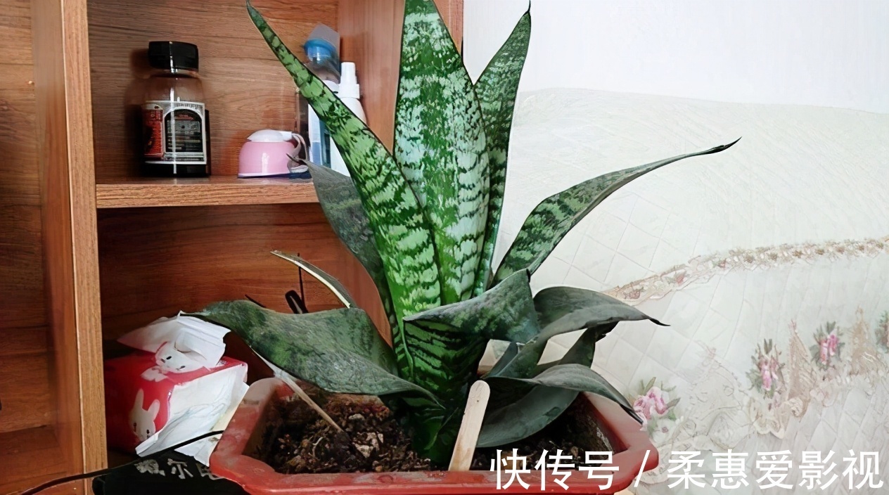 巧用筷子养花,知道该用在什么地方吗?此3处有迹可循