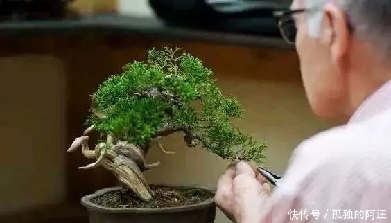 树桩造型是保留双干、三干还是多干,还得树桩自己说了算!