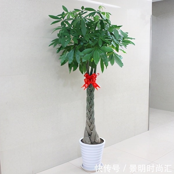 发财树|适合养在小盆里的3种花,用小盆,好养更健壮,别忽视