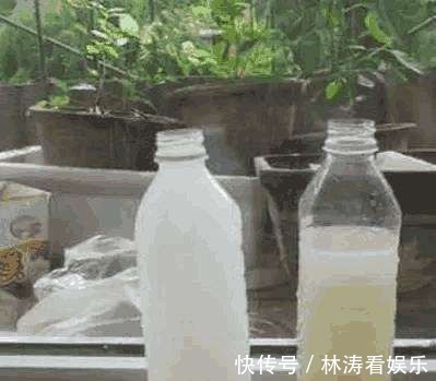 浇水|绿萝也要补营养，浇水的时候加一点，叶子不黄有精神！