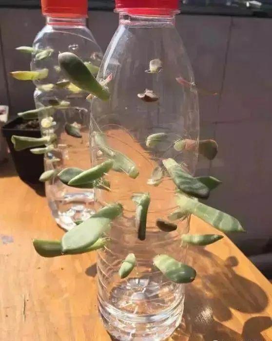 夏天这8种花不用买,叶子丢进花盆里,嗖嗖长白根