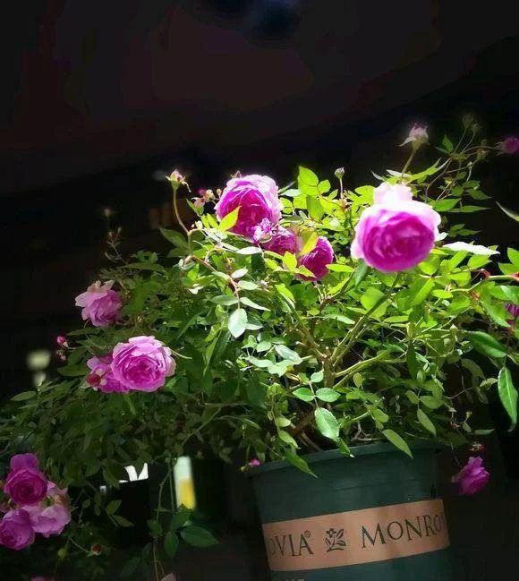 养护月季 您得学会用调味品 月月疯狂开 网站公告 调味品物联网平台手机版