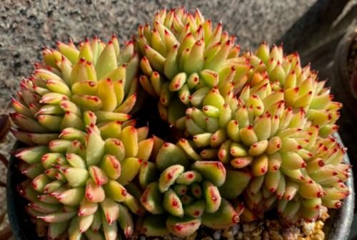 名字很洋气的多肉艾克魂，你知道它是什么品种缀化而形成的吗？