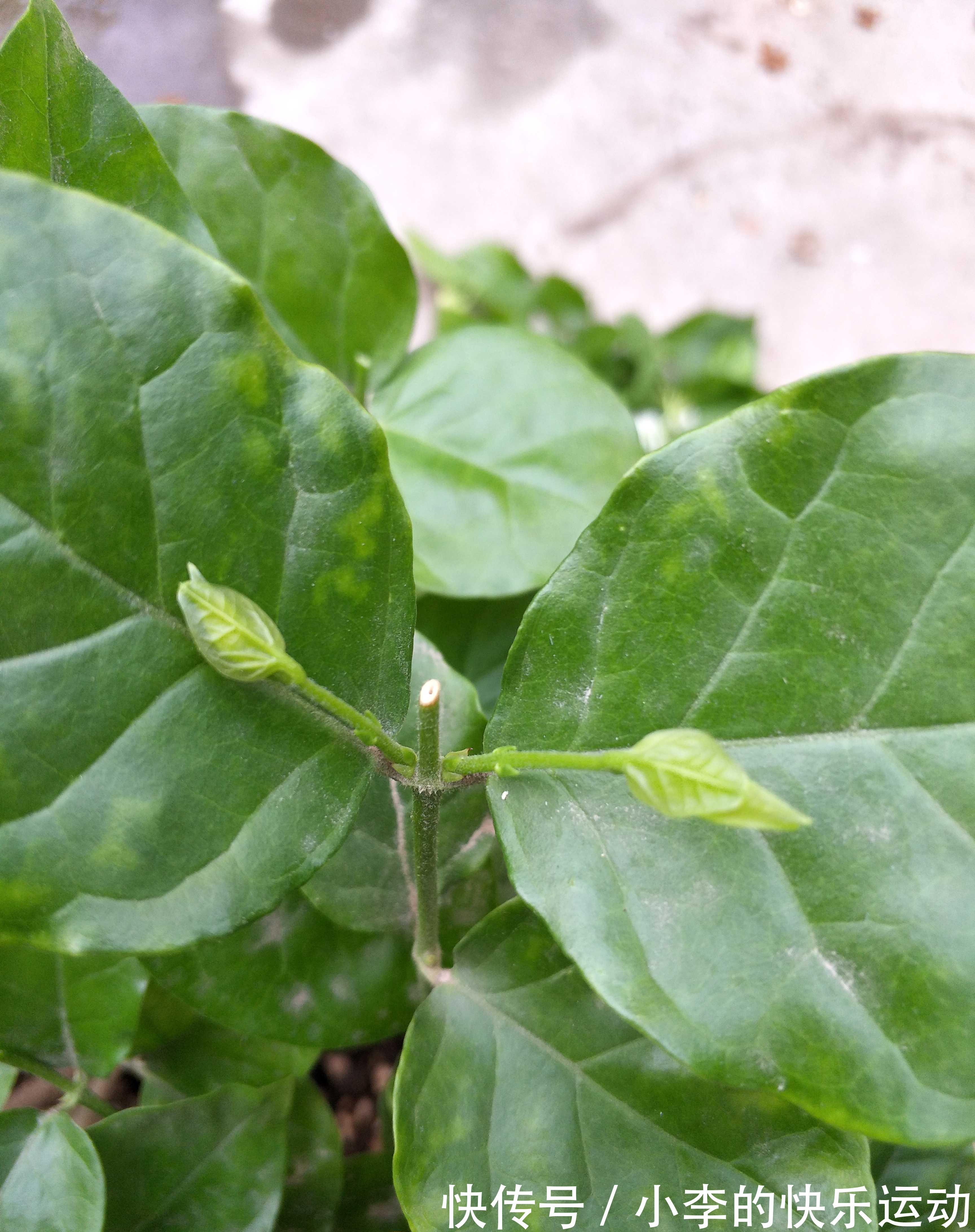 茉莉花发新芽长新叶,养护三部曲做到位,一个多月就能赏花