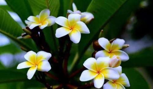  植物|花期超长的4种盆栽花，全年开花，花色绚丽