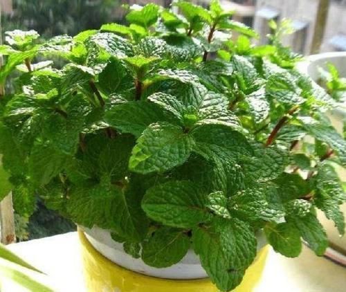 常春藤|4种富贵花,添福添贵添好运,开满整个花盆,快养起来吧!