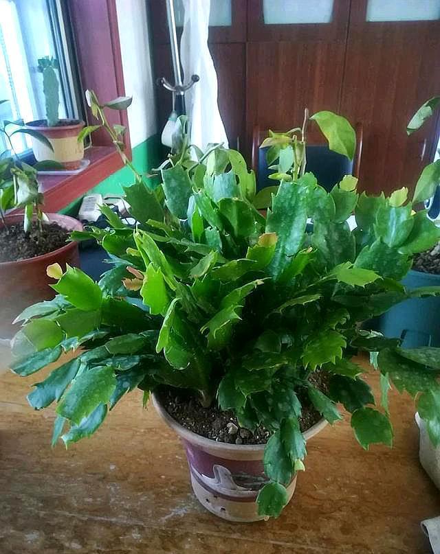 蟹爪兰进入“休眠期”,4件事避开,新叶厚一倍,越长越密集